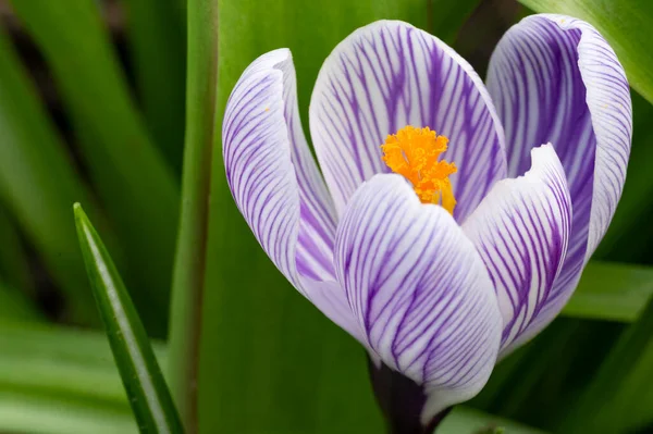 森の中で紫色のクロッカスの花を閉じて — ストック写真