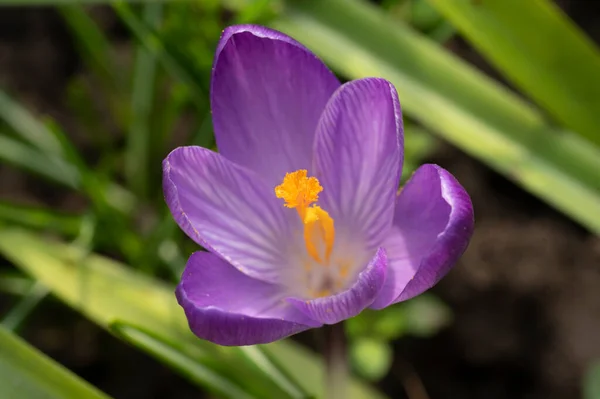 Close Purple Crocus Flower Forest — Stock Photo, Image
