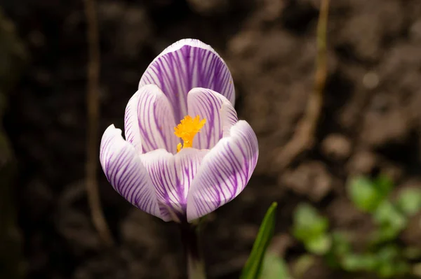 Primer Plano Flor Cocodrilo Púrpura Bosque — Foto de Stock