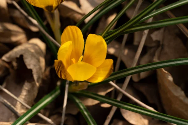 Красивый Цветок Крокус Закрыть Вид — стоковое фото