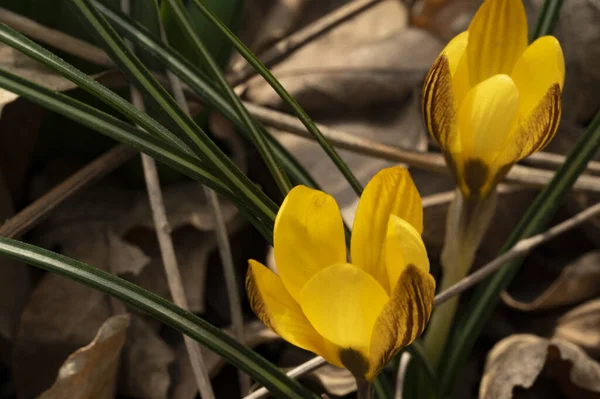 Beautiful Spring Yellow Crocus Flowers Nature Background — Stock Photo, Image