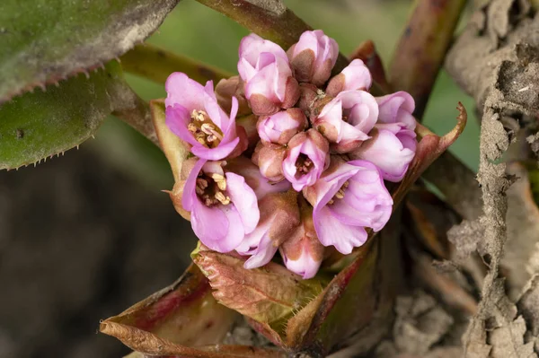 Zbliżenie Piękne Kwitnące Purpurowe Kwiaty — Zdjęcie stockowe