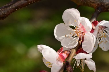 Çiçekli çiçek açan elma ağacı, yakın çekim manzarası.