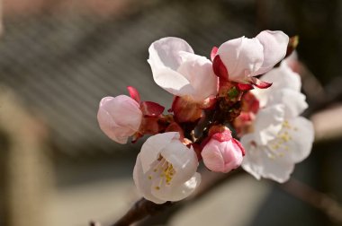 Çiçekli çiçek açan elma ağacı, yakın çekim manzarası.