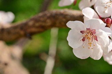 Çiçekli çiçek açan elma ağacı, yakın çekim manzarası.