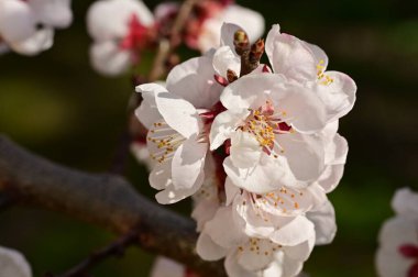 Çiçekli çiçek açan elma ağacı, yakın çekim manzarası.