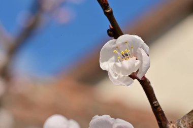 Çiçekli çiçek açan elma ağacı, yakın çekim manzarası.