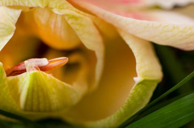 bright lily flower, spring 