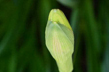bright daffodil flower, spring 