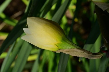 bud of plant in garden 