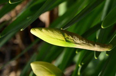 beautiful daffodils, spring background.