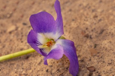 güzel bahar Menekşe çiçeği