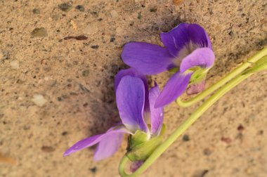 Yerde mor çiçeklerin yakın çekimi, bahar konsepti.