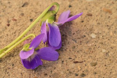 Yerde mor çiçeklerin yakın çekimi, bahar konsepti.