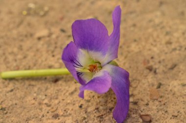 güzel bahar Menekşe çiçeği