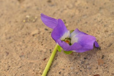 güzel bahar Menekşe çiçeği