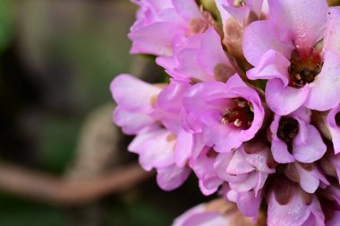 Kapatın güzel mor çiçekleri