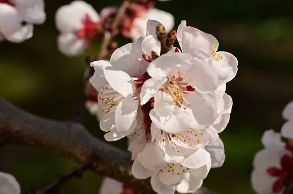Çiçekli Çiçek Açan Elma Ağacı Yakın Çekim Manzarası — Stok fotoğraf