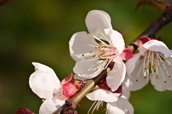 stock image blooming apple tree with flowers, close-up view