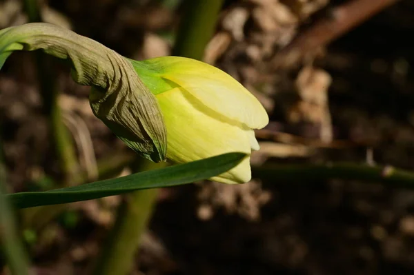 Bright Daffodil Flower Spring — Stock fotografie