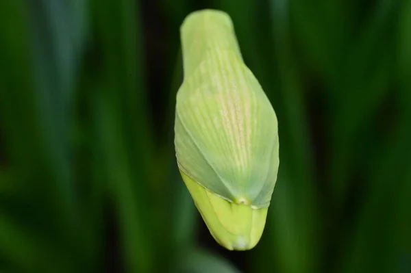 Bright Daffodil Flower Spring — Foto Stock