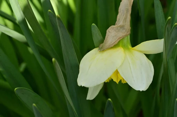 Яскрава Квітка Нарциса Весна — стокове фото