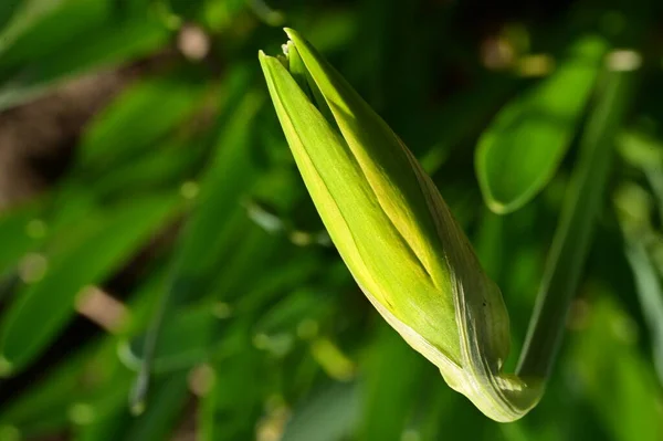 Bright Daffodil Flower Spring — Stockfoto