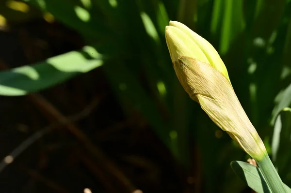 Jasná Narcisová Květina Jaro — Stock fotografie