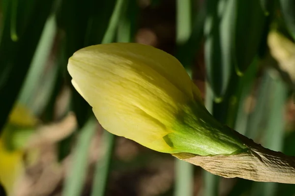 Bright Daffodil Flower Spring — ストック写真