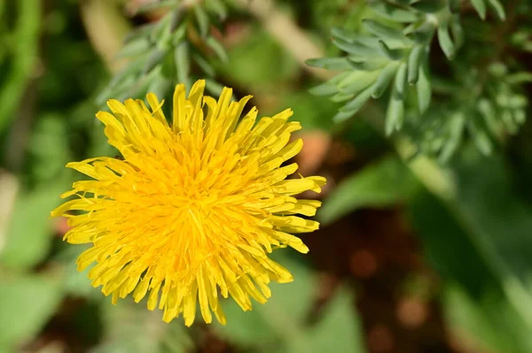 Желтый Цветок Одуванчика Растет Саду — стоковое фото