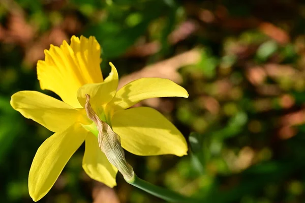 Fleur Jonquille Jaune Dans Jardin — Photo