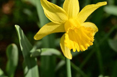 Bahçedeki sarı nergis çiçeği