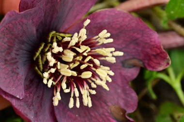 beautiful spring  flower in garden 