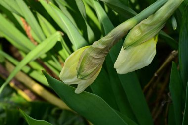 beautiful daffodils, spring background.