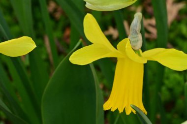 Bahçedeki sarı nergis çiçeği