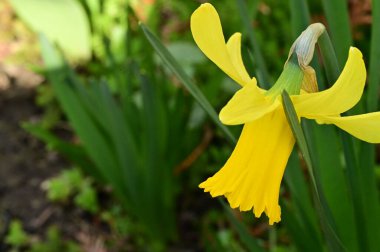 Bahçedeki sarı nergis çiçeği