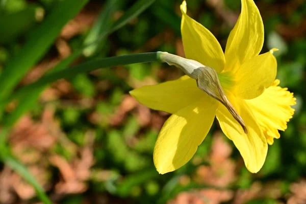 Yellow Daffodil Flower Garden — Stock Photo, Image