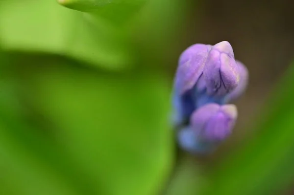 Nahaufnahme Schöner Lila Blumen Garten — Stockfoto