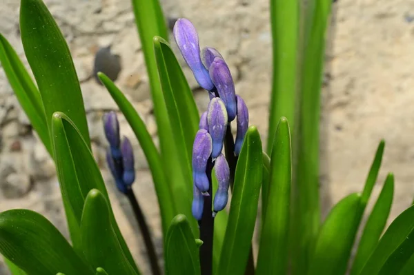 Primer Plano Hermosas Flores Púrpuras Jardín — Foto de Stock