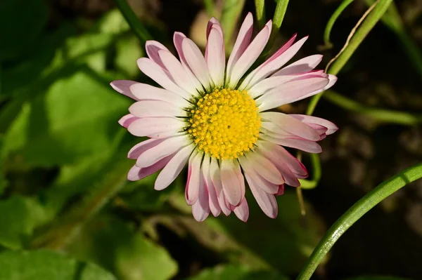 Schöne Margeritenblume Die Frühling Garten Wächst — Stockfoto