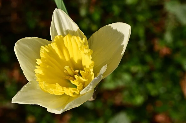 Bright Daffodil Flower Spring — Stock fotografie