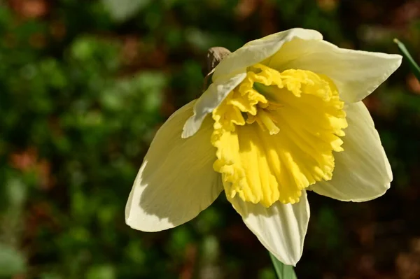 Bright Daffodil Flower Spring — Zdjęcie stockowe