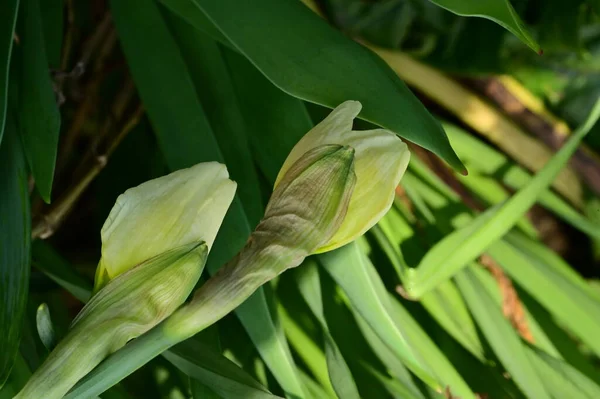 Beautiful Daffodils Spring Background — Stock Fotó