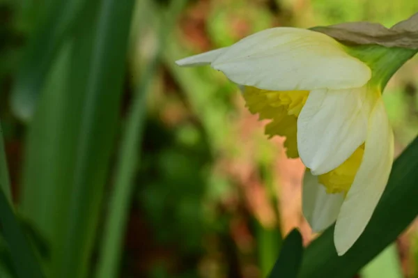 Flor Narciso Brillante Primavera — Foto de Stock