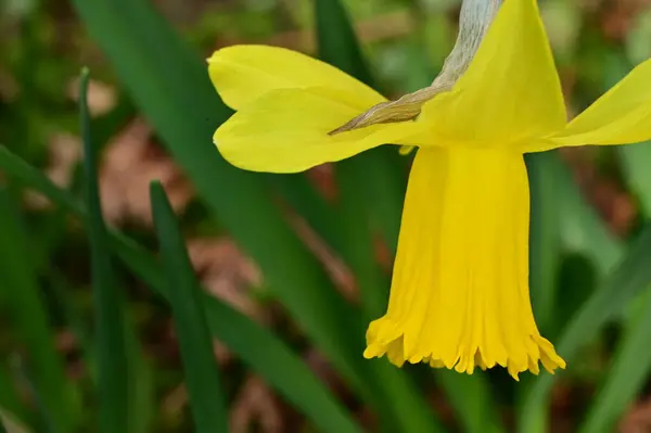 Желтый Цветок Нарцисса Саду — стоковое фото