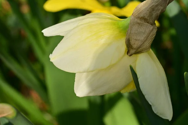 Яскрава Квітка Нарциса Весна — стокове фото