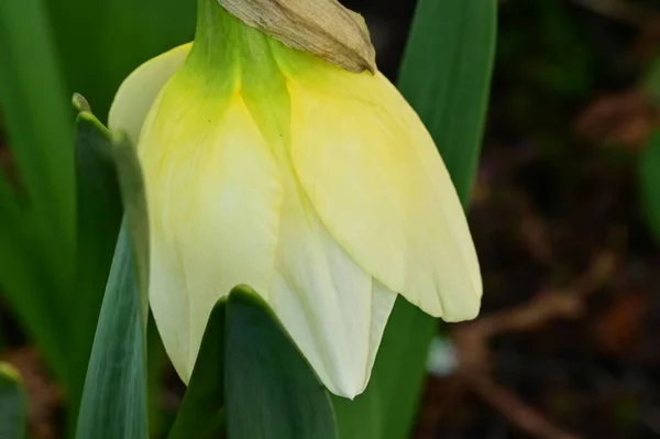 Flor Narciso Brillante Primavera —  Fotos de Stock
