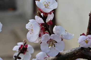 Bahar çiçekleri, ağaçtaki çiçekler. 