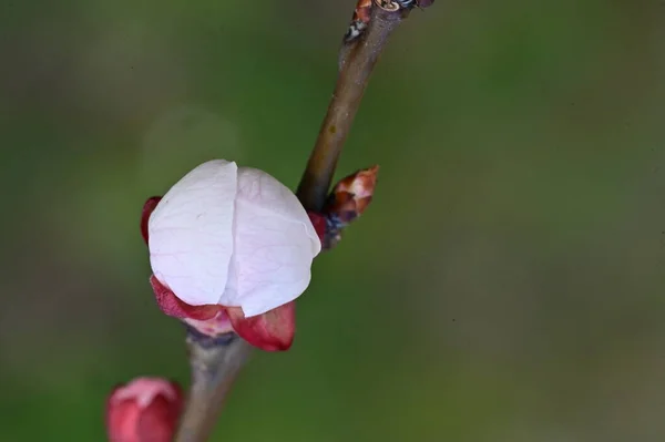 Красивые Белые Цветы Яблочный Цветок Закрытый Вид — стоковое фото