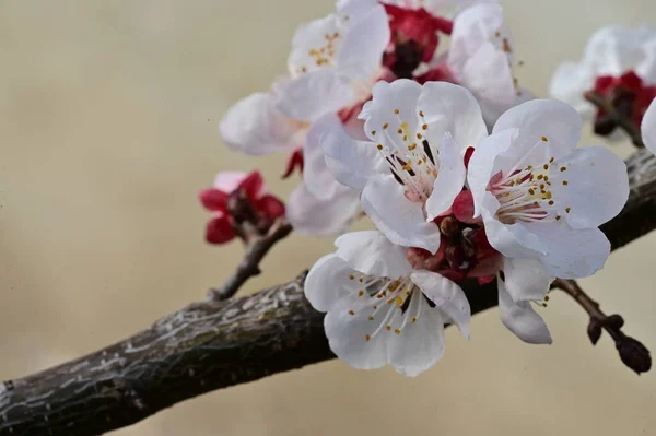 Frühlingsblüte Blumen Auf Dem Baum — Stockfoto